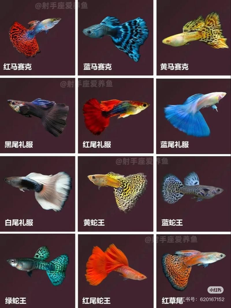 孔雀魚和龍魚混養好嗎圖片欣賞