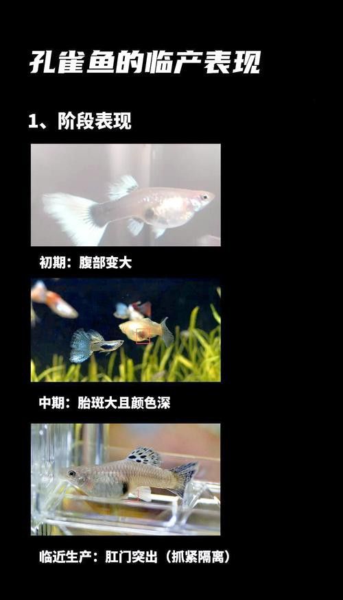 孔雀魚和龍魚混養好嗎圖片欣賞