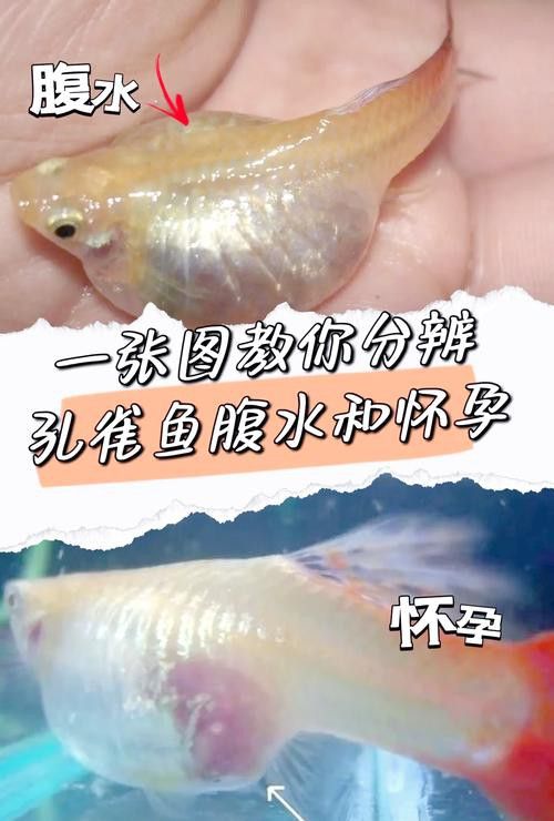孔雀魚和龍魚混養好嗎圖片欣賞