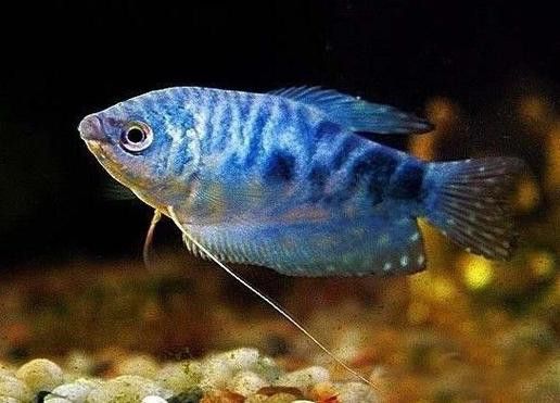 孔雀魚和龍魚混養好嗎圖片欣賞