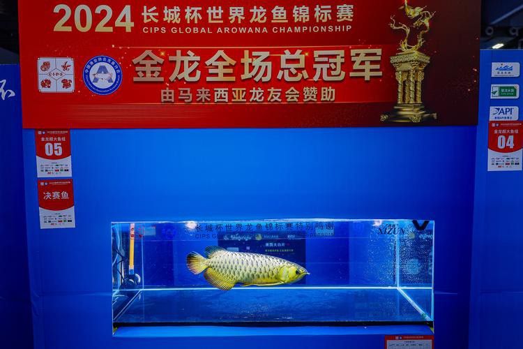 孔雀魚和龍魚混養好嗎圖片欣賞