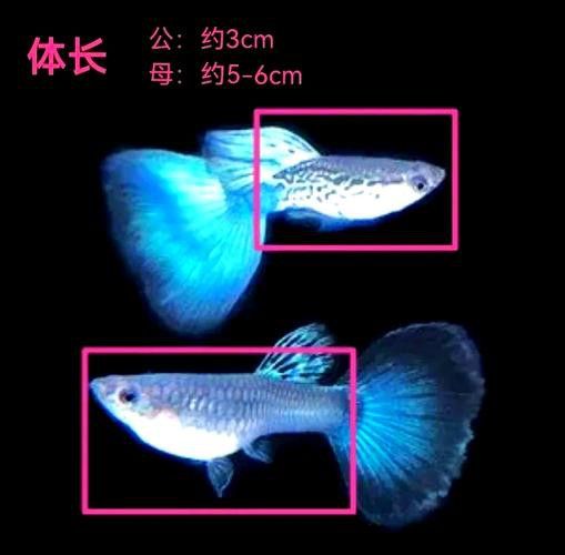 孔雀魚和龍魚混養好嗎圖片欣賞