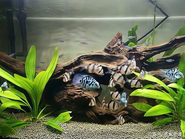 孔雀魚和龍魚混養好嗎圖片欣賞