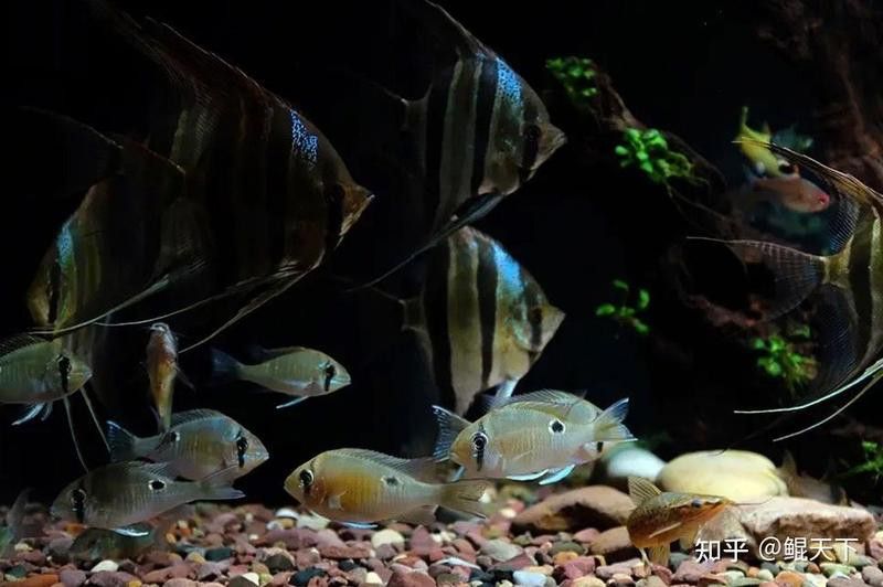 孔雀魚和龍魚混養好嗎圖片欣賞