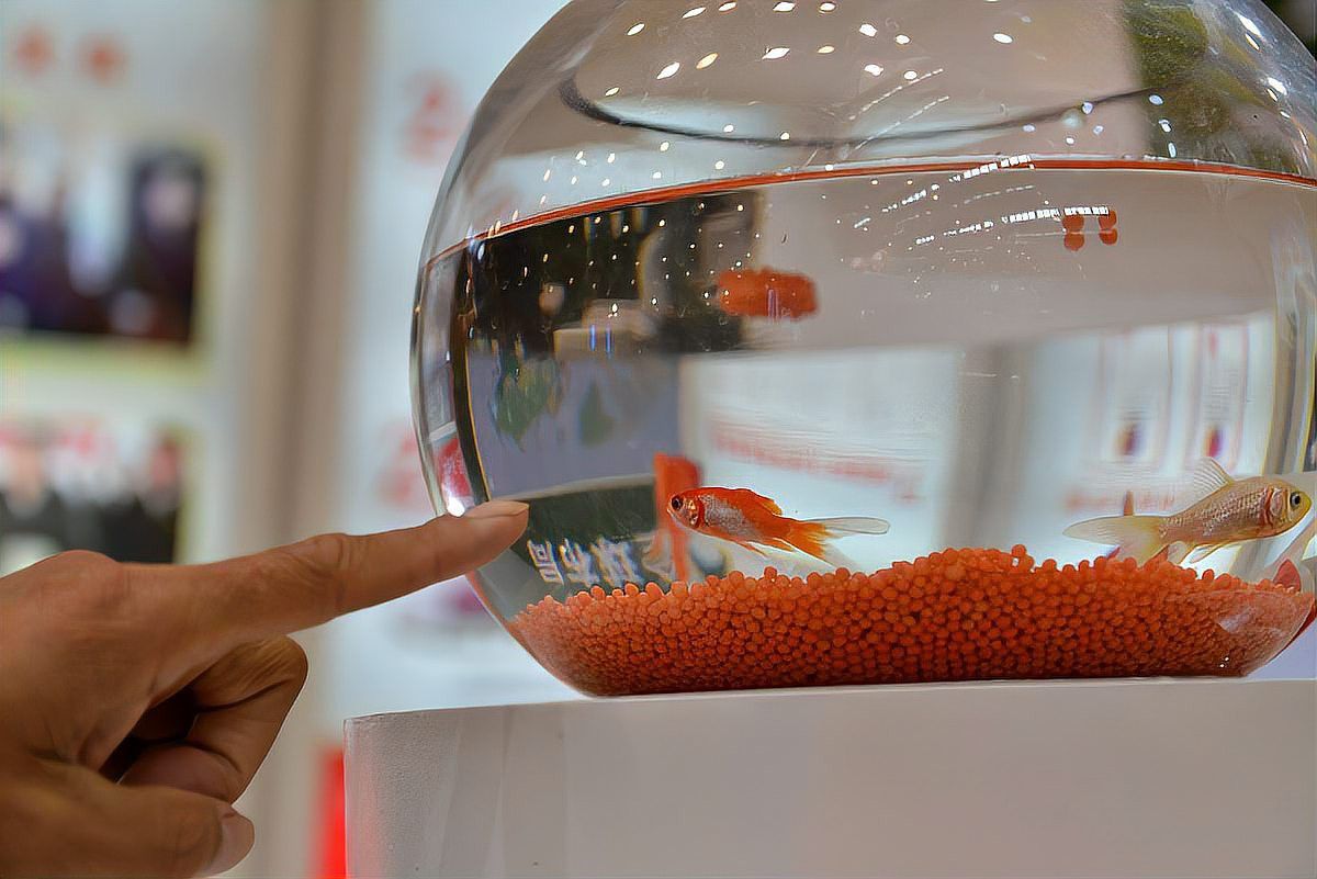 孔雀魚和龍魚混養好嗎圖片欣賞