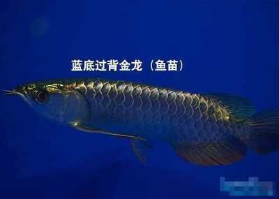過背金龍魚能長多長的魚苗（成年過背金龍魚的體長可以達到多長呢？）