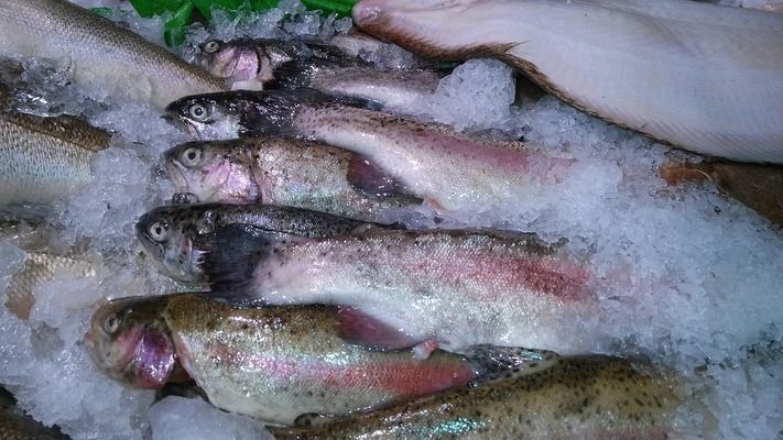 龍魚魚缸品牌十大排名及價格（十大龍魚魚缸品牌排名）