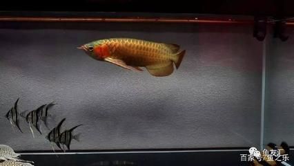 龍魚怎么改口（龍魚的口型變化是一種復雜的行為和心理因素持續了解）