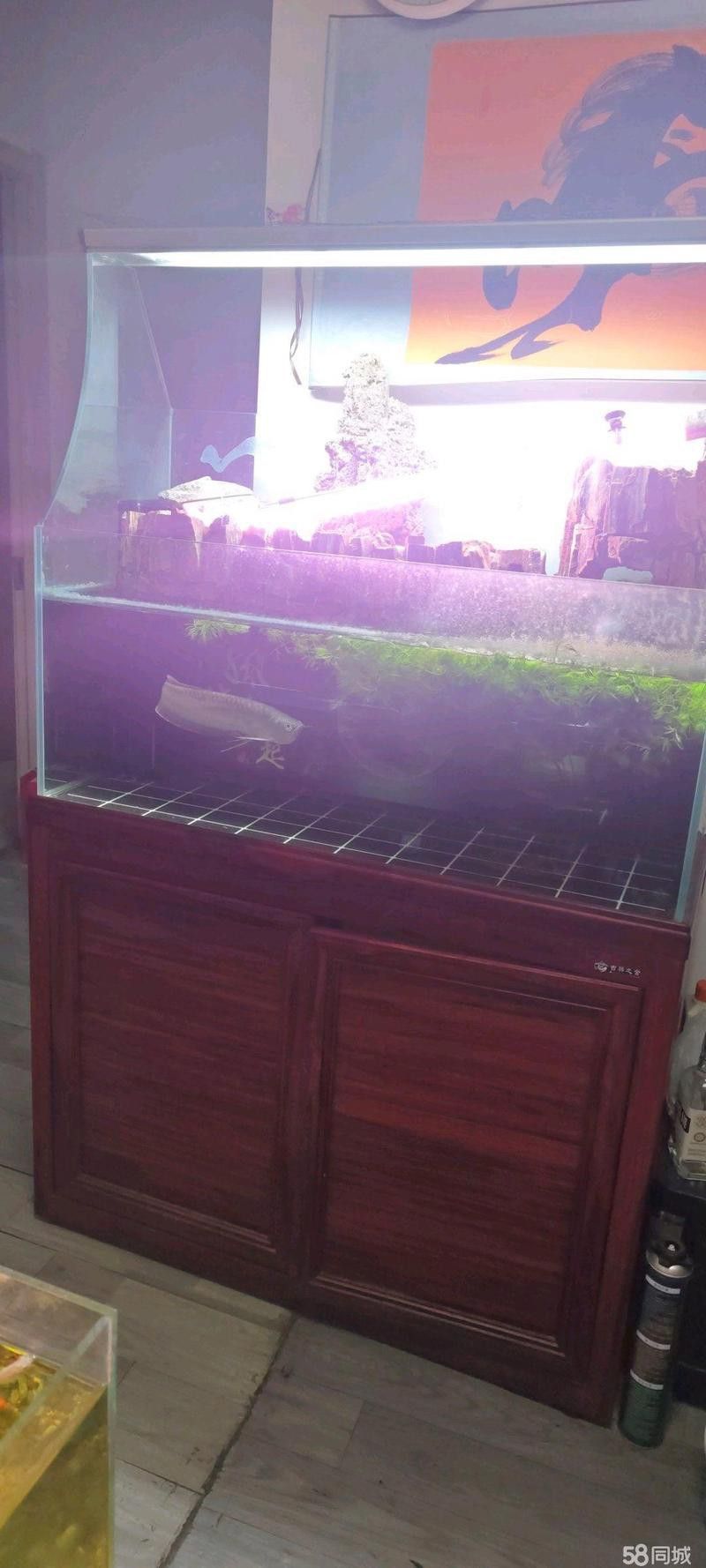 北京回收龍魚電話多少