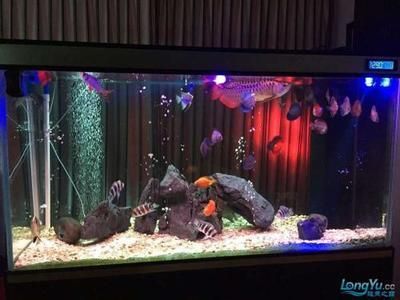 養龍魚造景合適嗎：在進行龍魚造景時，養龍魚造景合適嗎？