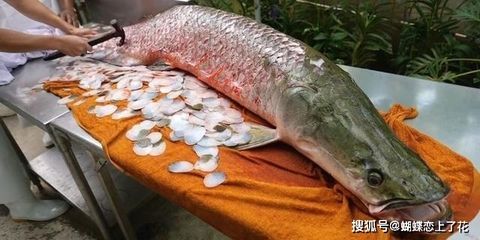 巨骨舌魚和金龍魚區別在哪：巨骨舌魚和金龍魚區別在哪巨骨舌魚和金龍魚區別在哪