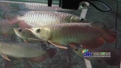 老孫龍魚背景音樂是什么，：老孫龍魚背景音樂是什么