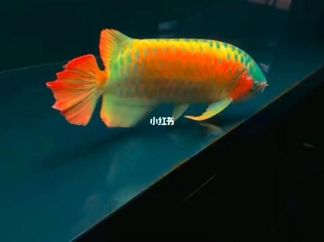 給我高清版頂級紅龍魚圖片