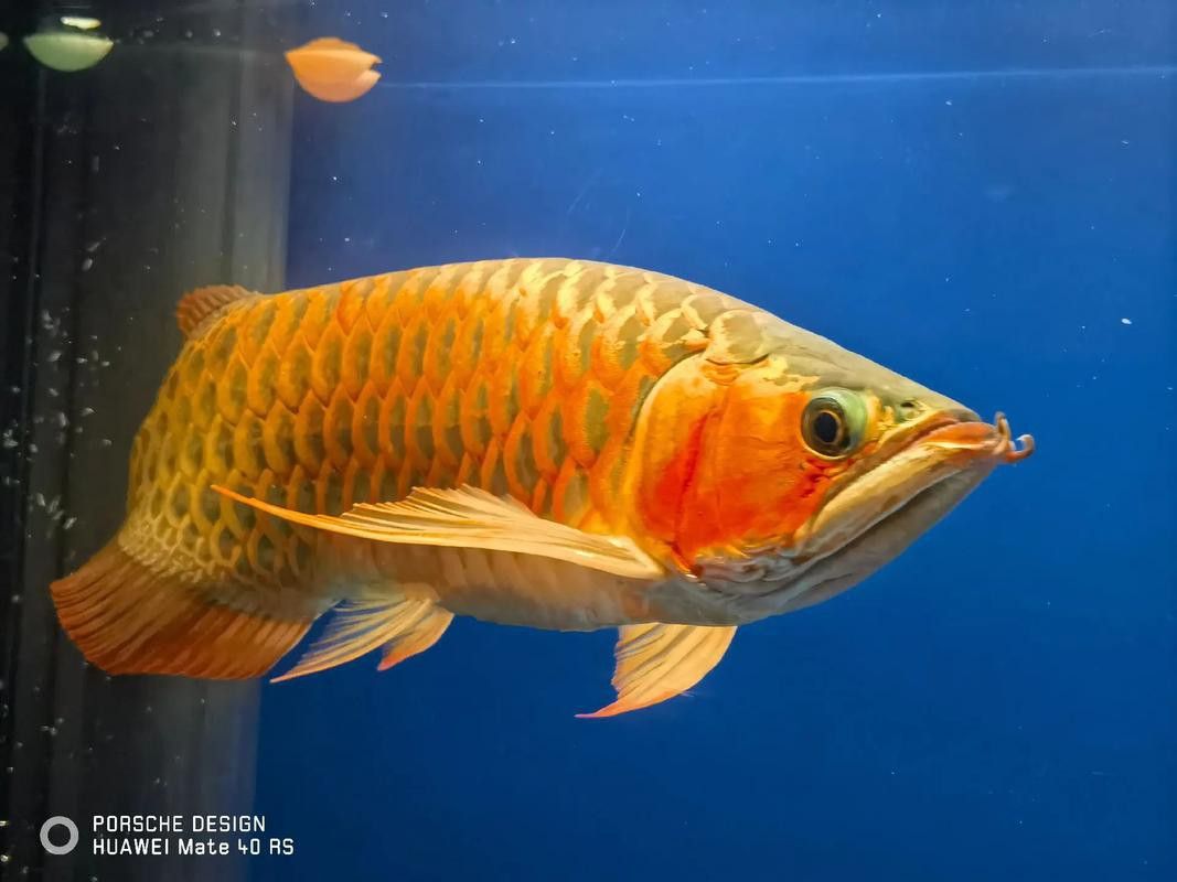 給我高清版頂級紅龍魚圖片