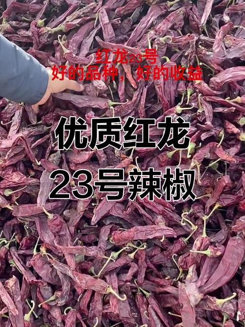 給我高清版頂級紅龍魚圖片