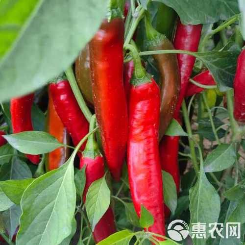 給我高清版頂級紅龍魚圖片
