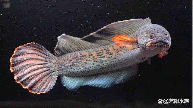 雷龍魚常見病癥