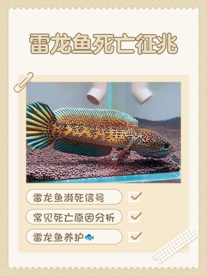 雷龍魚常見病癥