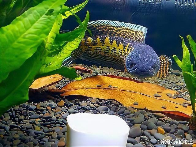 雷龍魚常見病癥