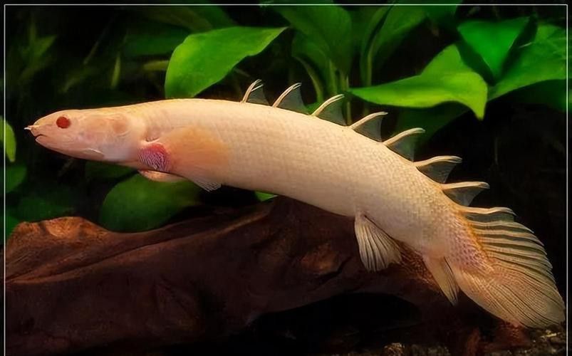 恐龍魚(yú)種類(lèi)及圖片欣賞