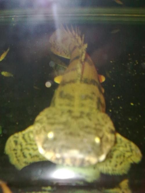 恐龍魚(yú)種類(lèi)及圖片欣賞