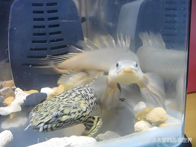 恐龍魚(yú)種類(lèi)及圖片欣賞