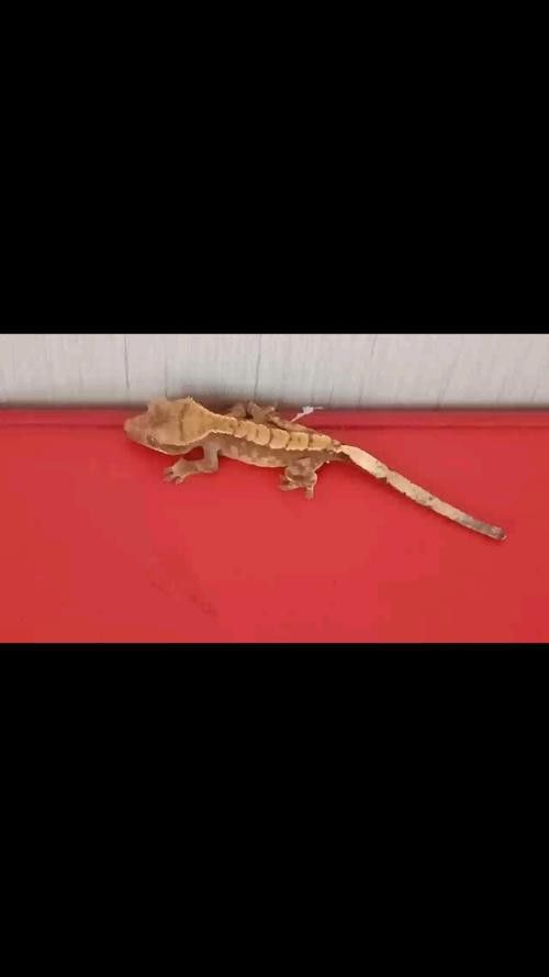 恐龍魚(yú)種類(lèi)及圖片欣賞