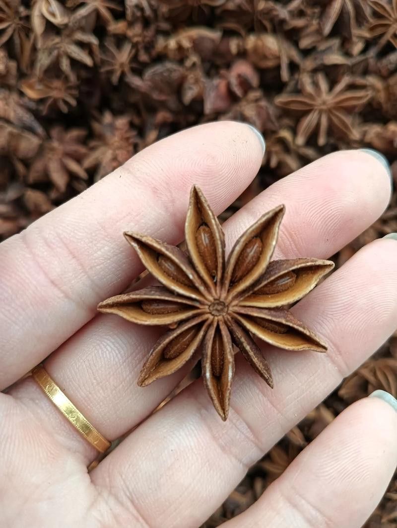 恐龍魚(yú)種類(lèi)及圖片欣賞