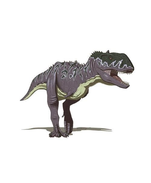 恐龍魚(yú)種類(lèi)及圖片欣賞