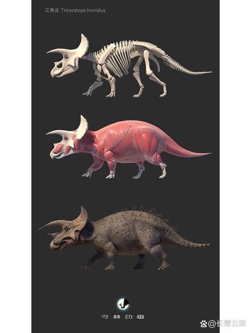 恐龍魚(yú)種類(lèi)及圖片欣賞