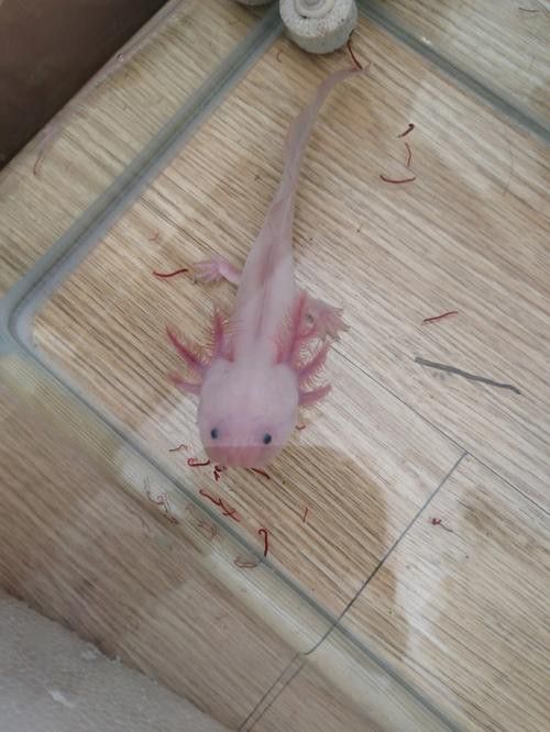 恐龍魚(yú)種類(lèi)及圖片欣賞