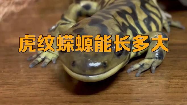 恐龍魚(yú)種類(lèi)及圖片欣賞