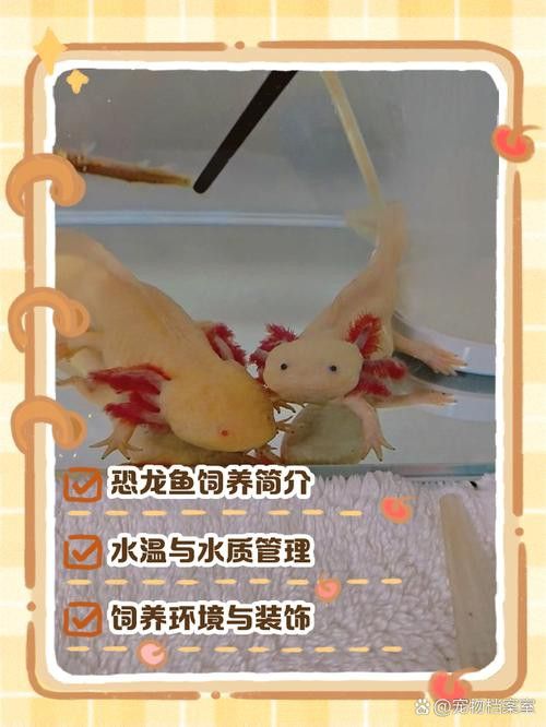 恐龍魚(yú)種類(lèi)及圖片欣賞