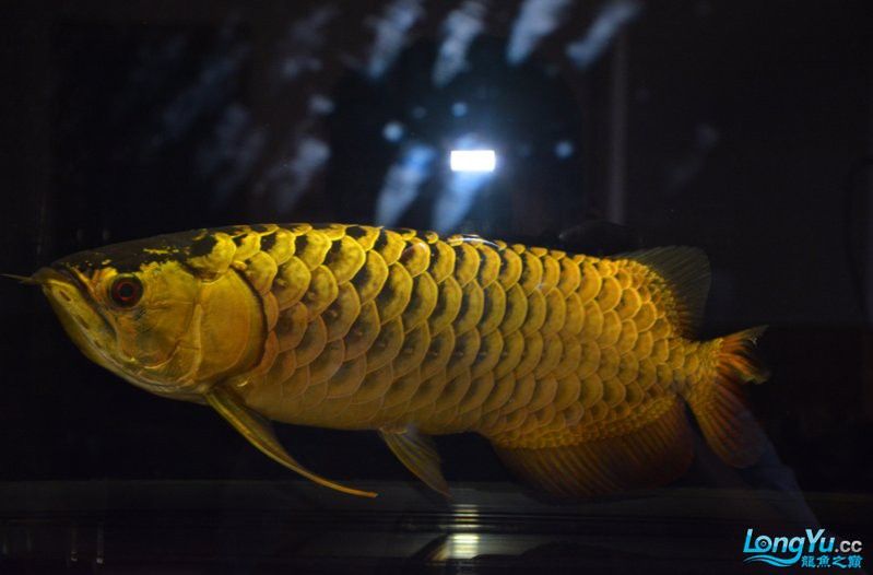 金龍魚用白缸還是黑缸養比較好