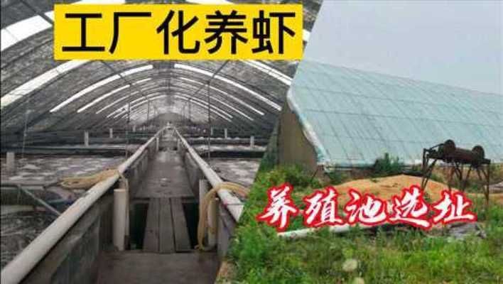 龍魚趴缸多久能恢復正常活動：龍魚趴缸多久能恢復正常活動？原因分析與恢復指南