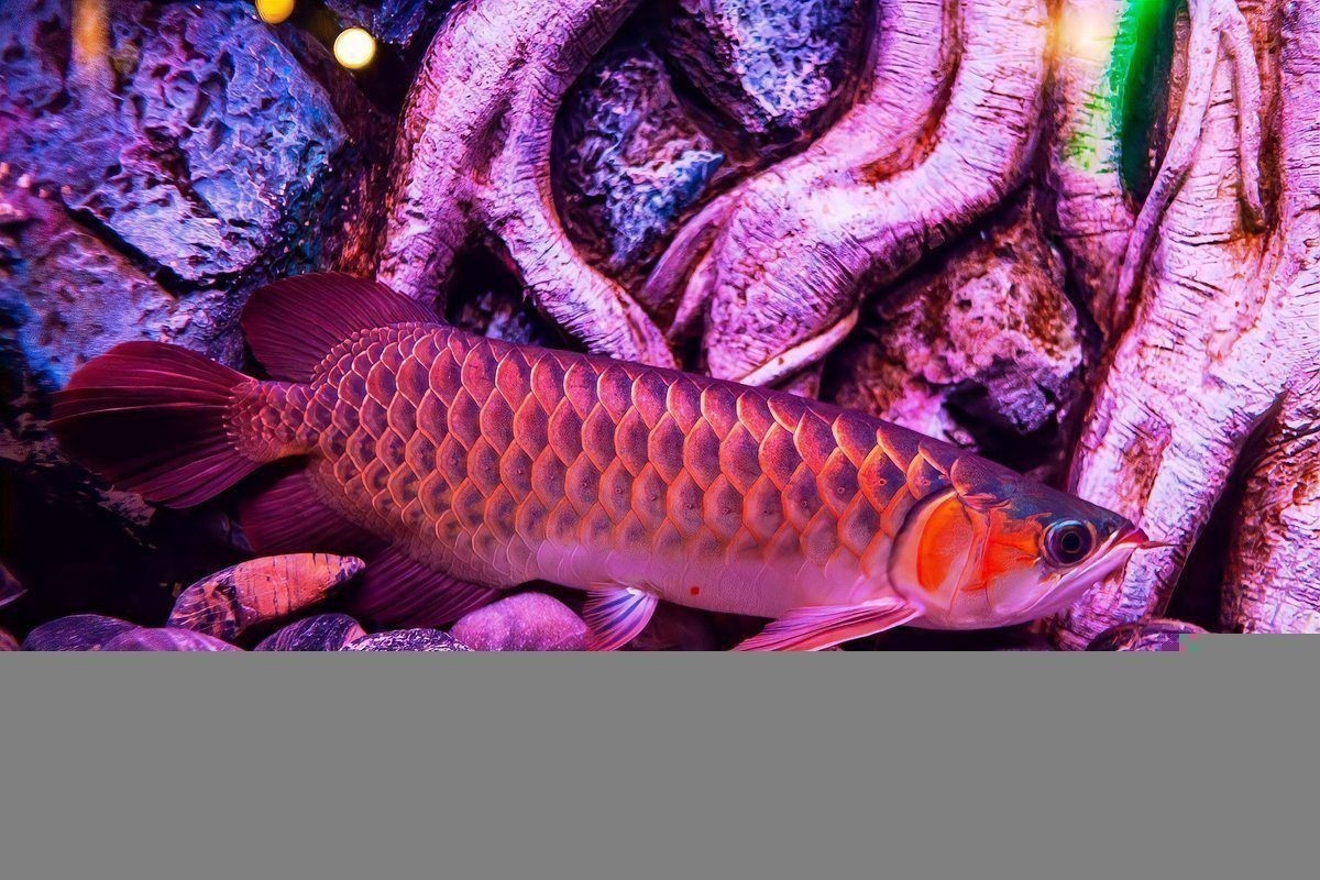 龍魚品種與價格對照