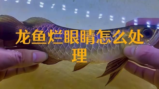 龍魚眼睛白膜破洞后如何緊急處理？ 龍魚眼睛白膜破洞后如何緊急處理？ 龍魚百科 第1張