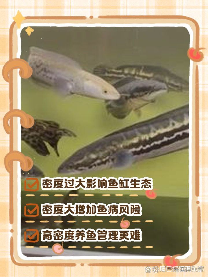 紅龍魚的最佳飼養(yǎng)密度