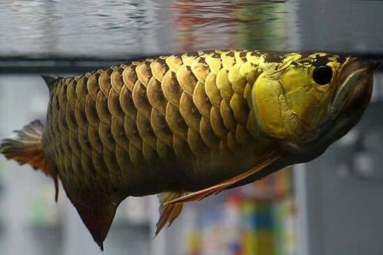 龍魚手術后多久換一次水？