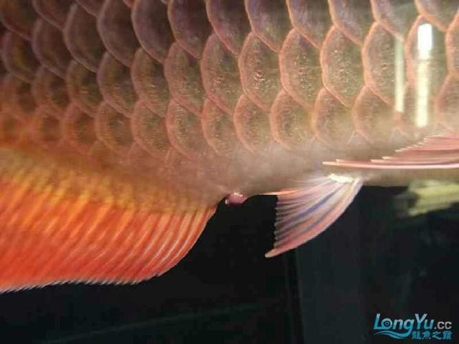 銀龍魚爛鰭怎么回事啊圖片