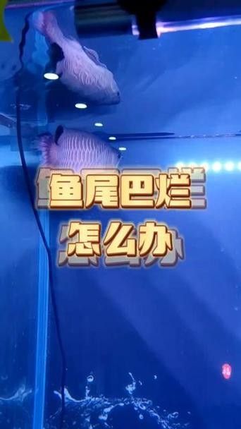 銀龍魚爛鰭怎么回事啊圖片