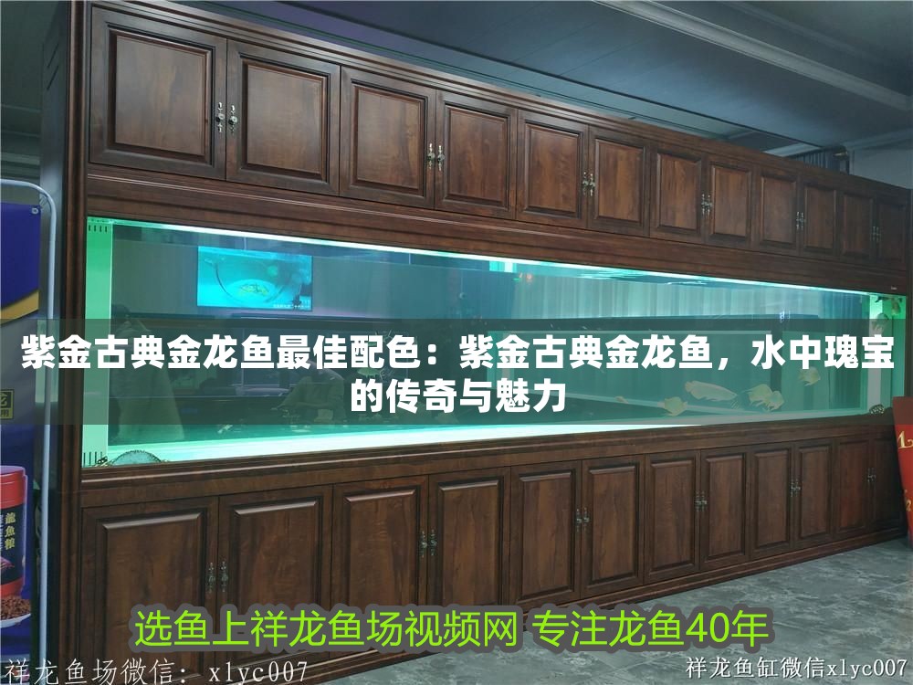 紫金古典金龍魚最佳配色：紫金古典金龍魚，水中瑰寶的傳奇與魅力