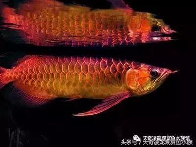 龍魚缸長綠苔好不好