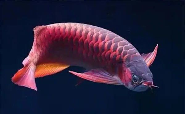 蝴蝶鯉跟龍魚混養會影響龍魚嗎怎么養：蝴蝶鯉和龍魚可以混養但需要注意一些事項，需要注意一些事項