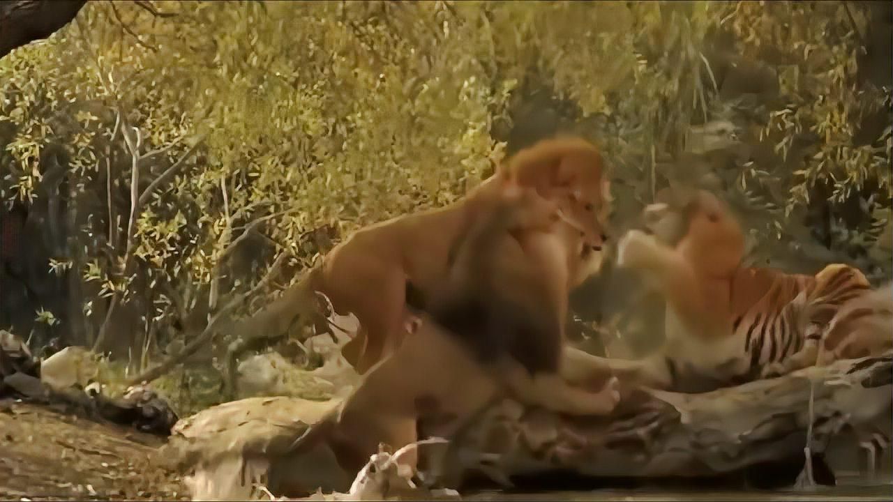 老虎敢吃獅子嗎