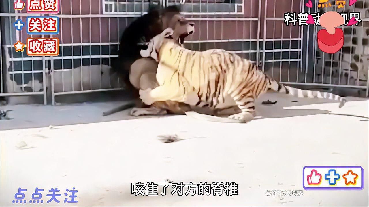 老虎敢吃獅子嗎