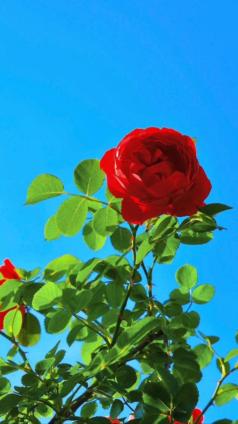 給我一些購買瑰寶龍紅龍的建議