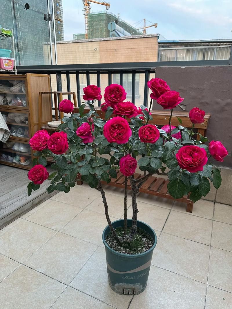 給我一些購買瑰寶龍紅龍的建議
