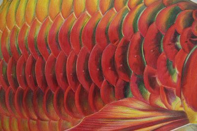 龍魚彩鉛畫：龍魚彩鉛畫教程