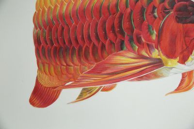 龍魚彩鉛畫：龍魚彩鉛畫教程